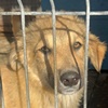 Zuma Welpe W Valcea